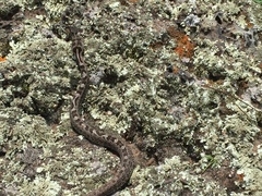 Crotalus aquilus