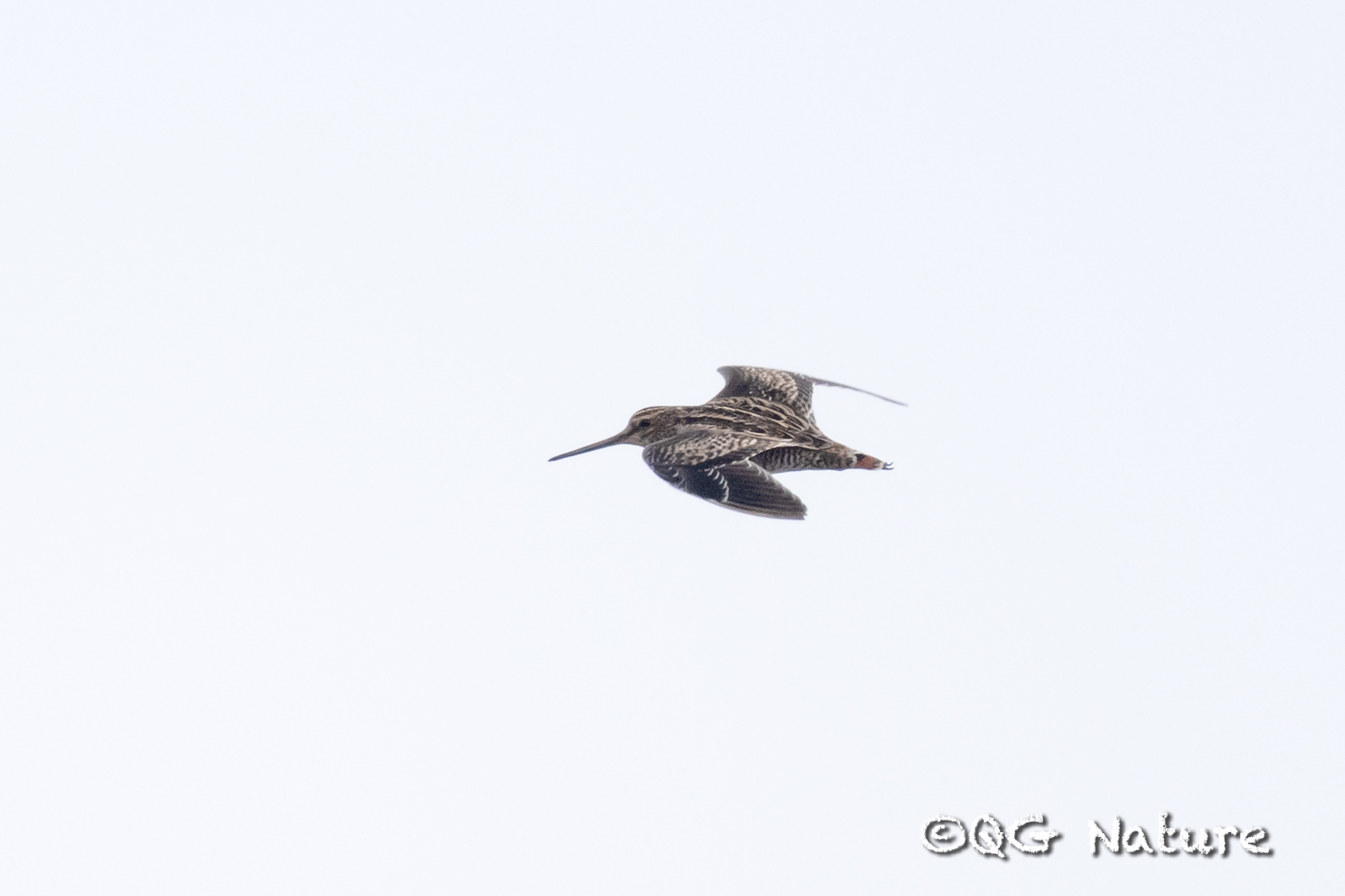 Swinhoe's Snipe