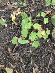 Acer platanoides