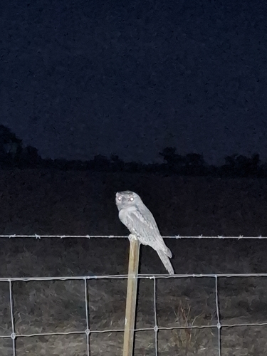 Tawny Frogmouth