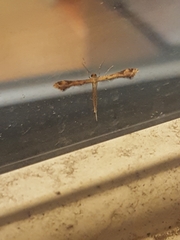 Stenoptilodes brevipennis