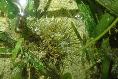 Heteractis aurora