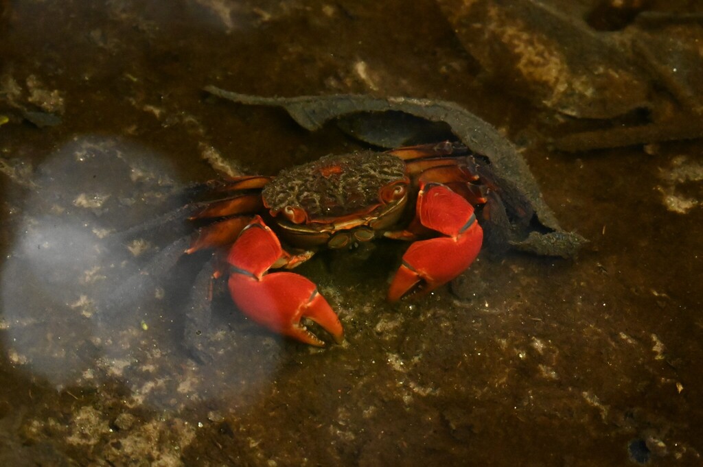 Fourmanoir's Mangrove Crab