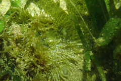 Heteractis aurora