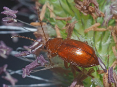 Neocrepidodera transversa