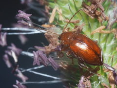 Neocrepidodera transversa