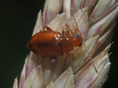 Neocrepidodera transversa