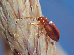 Neocrepidodera transversa