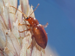 Neocrepidodera transversa