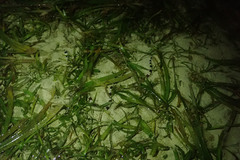 Myrichthys colubrinus