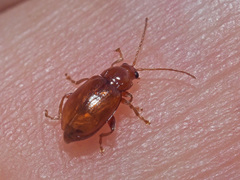 Neocrepidodera transversa