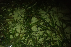 Myrichthys colubrinus