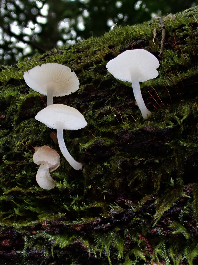 Favolaschia manipularis · February 2025 · photo: © oqt (iNaturalist, cc-by)