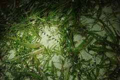 Myrichthys colubrinus