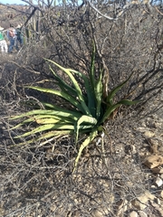 Agave aurea aurea