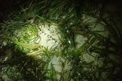 Myrichthys colubrinus