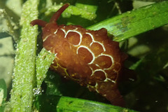 Pleurobranchus forskalii