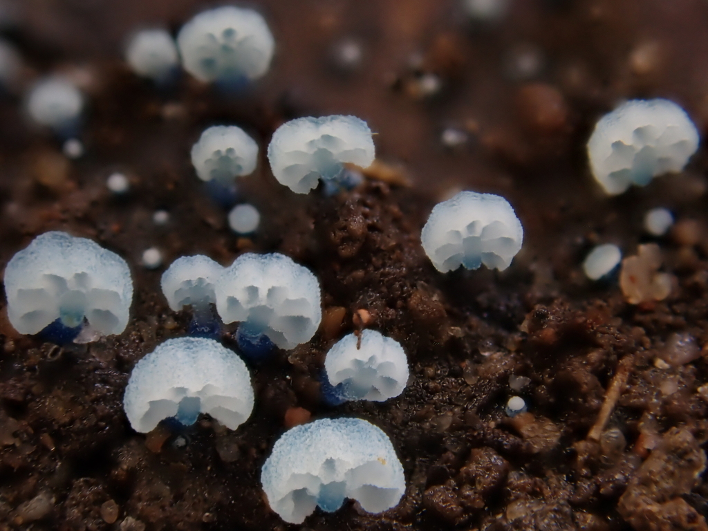 Mycena lazulina · February 2025 · photo: © oqt (iNaturalist, cc-by)