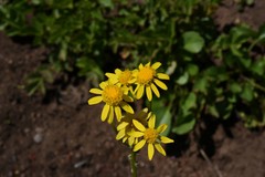 Packera streptanthifolia