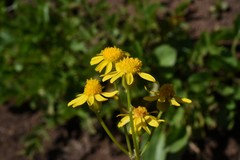 Packera streptanthifolia