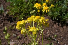 Packera streptanthifolia