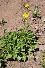 Packera streptanthifolia