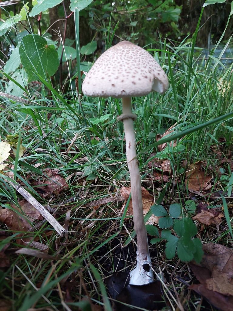 Macrolepiota clelandii · April 2025 · photo: © catchwords (iNaturalist, cc-by)
