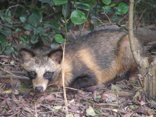 Japanese Raccoon Dog