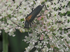 Anogcodes rufiventris