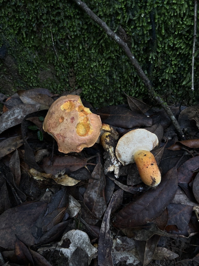 Tylopilus balloui · February 2025 · photo: © oqt (iNaturalist, cc-by)