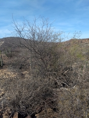 Prosopis palmeri