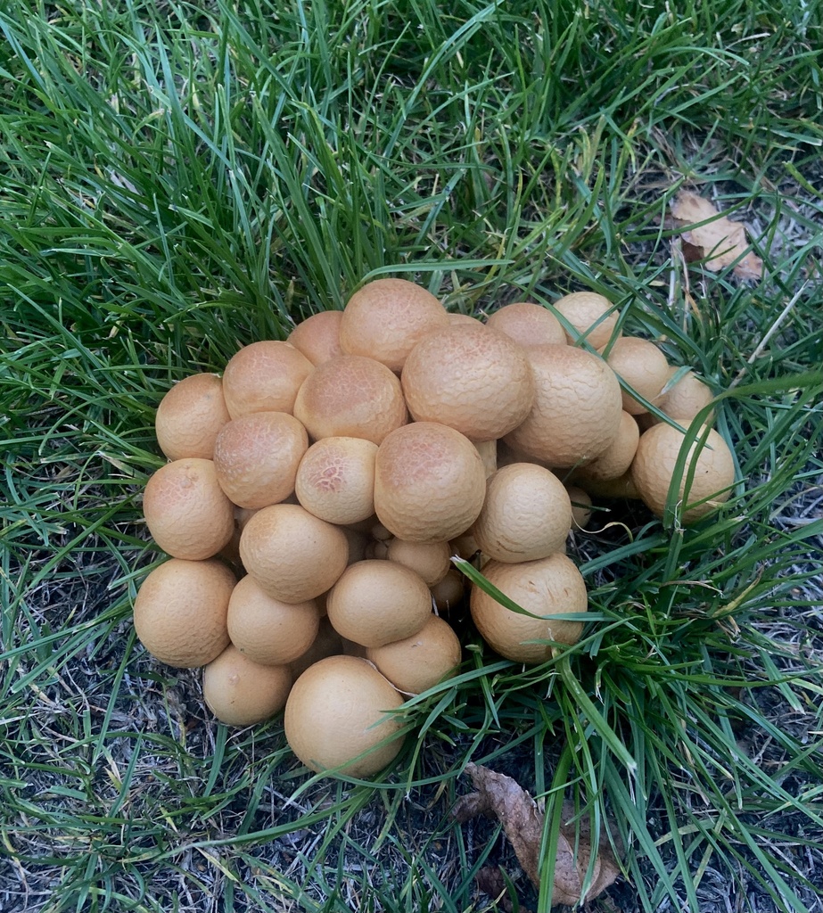 Gymnopilus junonius · April 2025 · photo: © sam-rajnikant (iNaturalist, cc-by)