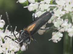 Anogcodes rufiventris