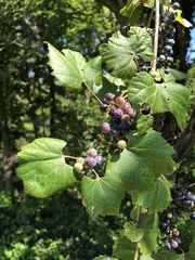 Vitis