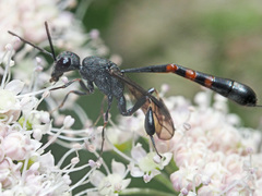 Gasteruption assectator