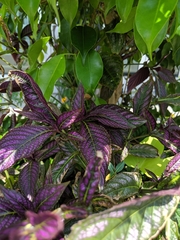Strobilanthes auriculata dyeriana
