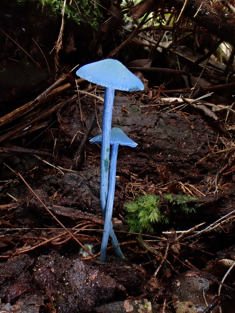 Entoloma virescens · February 2025 · photo: © oqt (iNaturalist, cc-by)