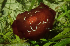 Pleurobranchus forskalii