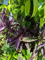 Strobilanthes auriculata dyeriana