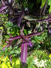 Strobilanthes auriculata dyeriana
