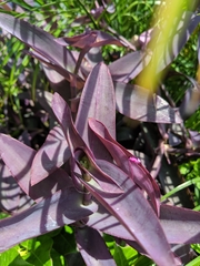 Strobilanthes auriculata dyeriana