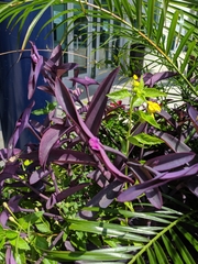 Strobilanthes auriculata dyeriana