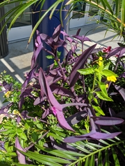 Strobilanthes auriculata dyeriana