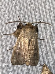 Leucania pseudargyria