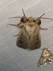 Leucania pseudargyria