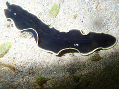 Pseudobiceros flavocanthus