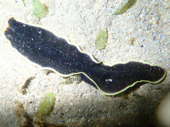 Pseudobiceros flavocanthus