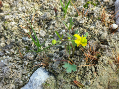Ranunculus gmelinii