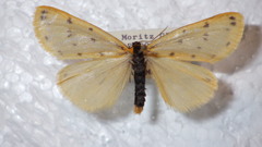 Setina