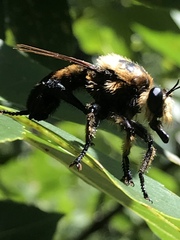 Laphria grossa